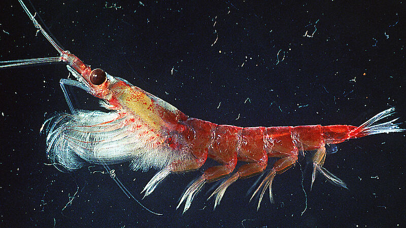 A single krill