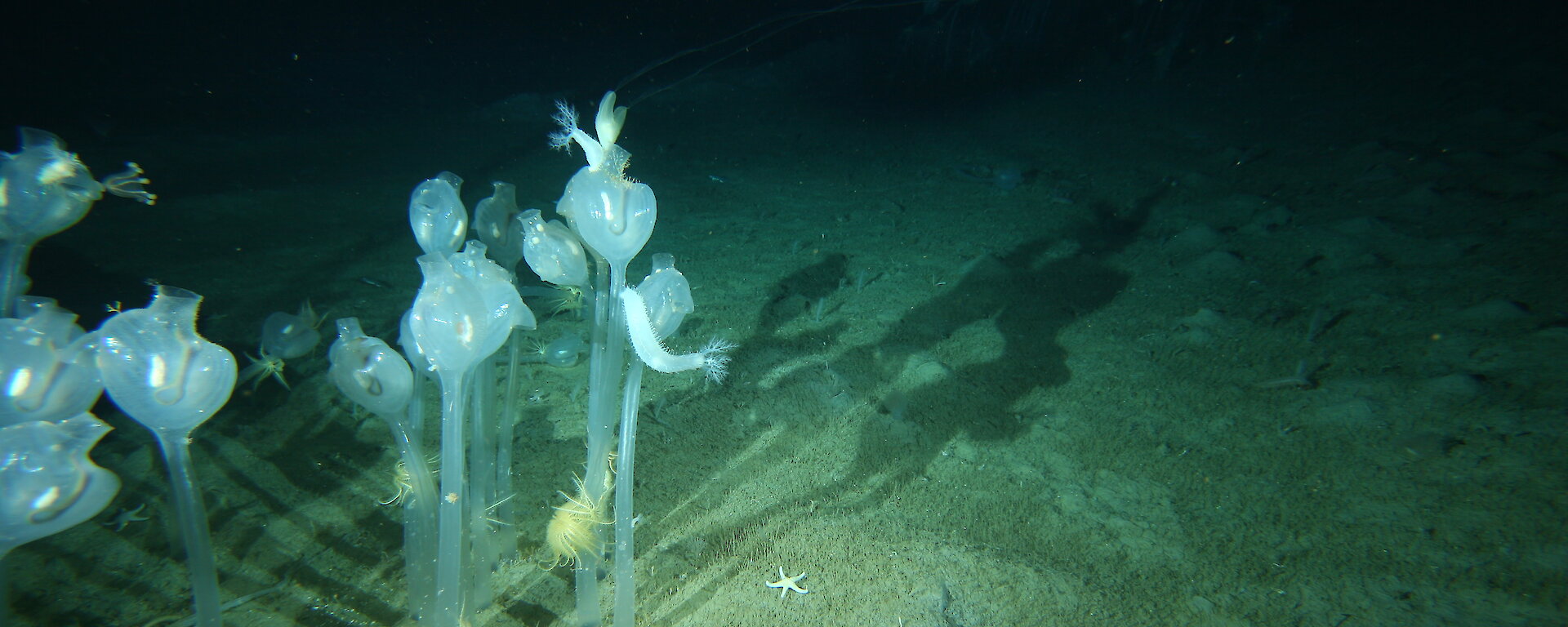 Tunicates on the sea floor at 220 metres