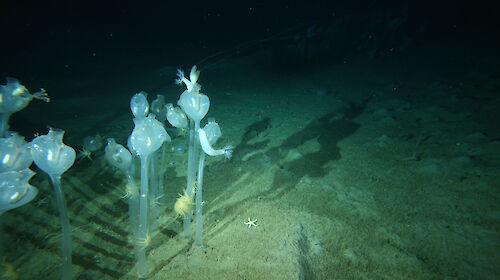 Tunicates on the sea floor at 220 metres