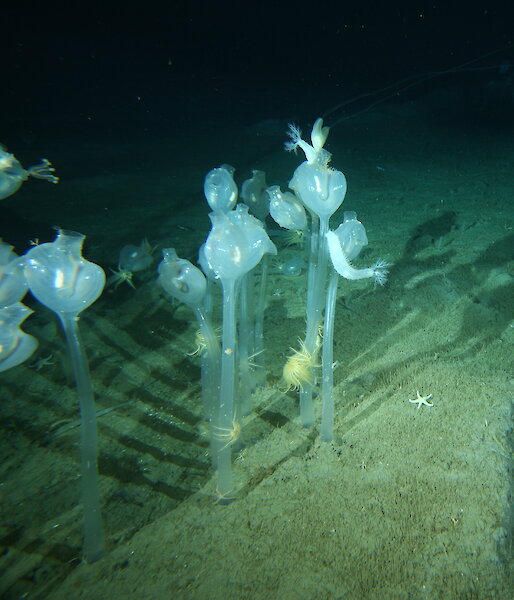 Tunicates on the sea floor at 220 metres