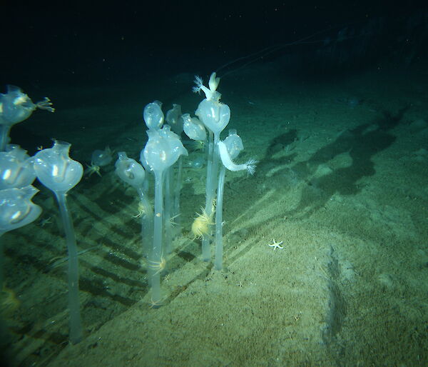 Tunicates on the sea floor at 220 metres
