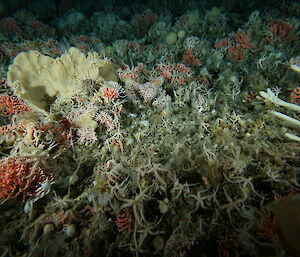 The sea-bed covered with a complex mix of creatures at 400 metres