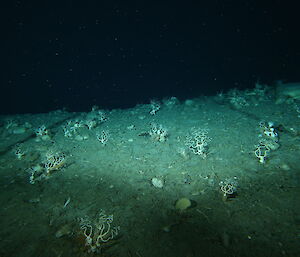 Sparse sea floor
