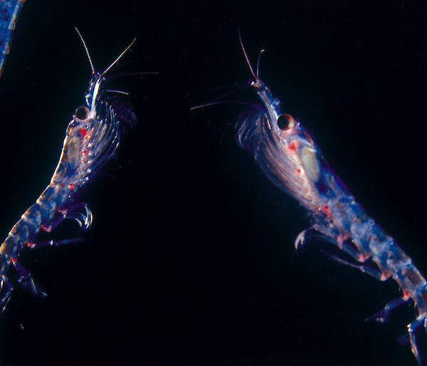 Two krill facing each other