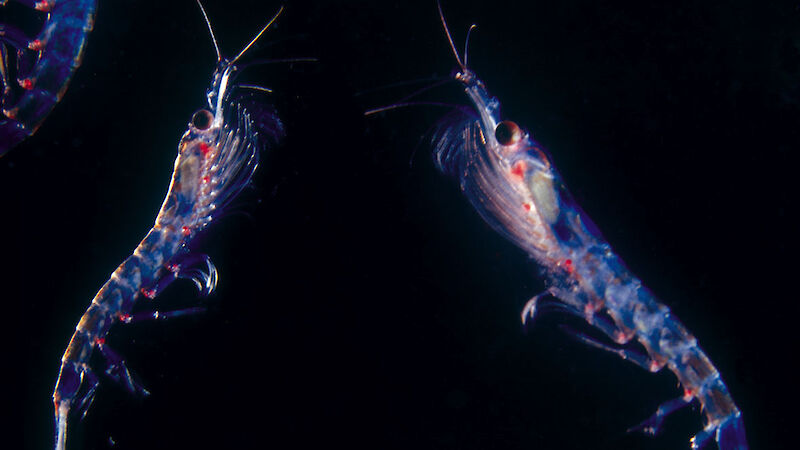 Two krill facing each other