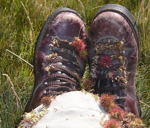 Hiking shoes with seeds attached