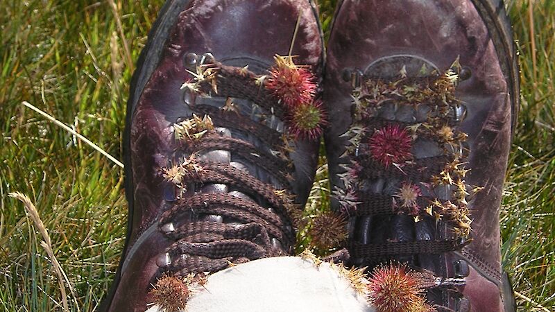 Hiking shoes with seeds attached