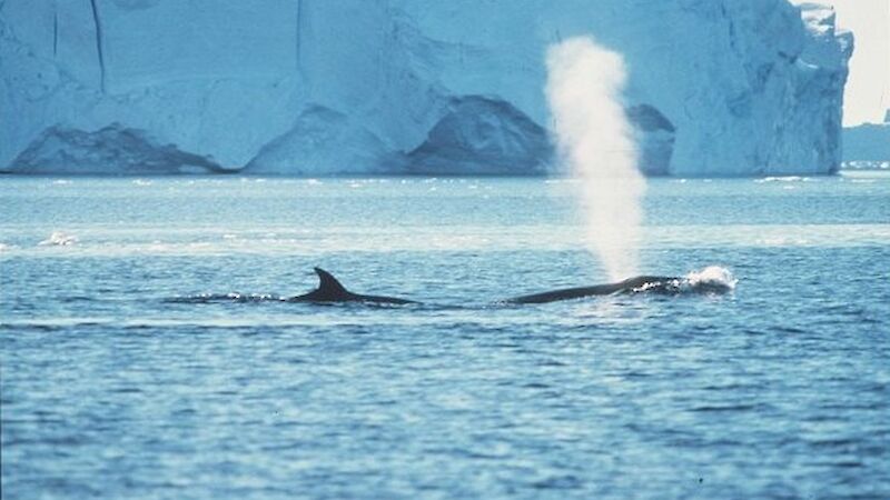 Fin whales spouting with iceberg in background