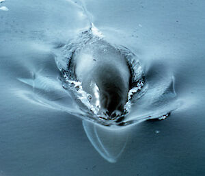 A minke whale surfaces in calm water off the Antarctic coast.