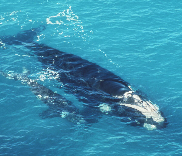 Southern Right Whale with calf