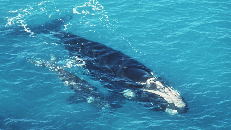 Southern Right Whale with calf