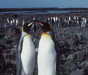 Two king penguins on Heard Island