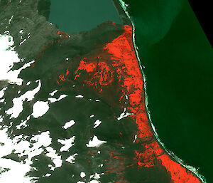 Satellite sensors can observe colours that cannot be seen by the human eye, as demonstrated in this image of Skua Beach, Heard Island in which vegetation is highlighted in red. The background image is from the Quickbird satellite, 30 January 2006.