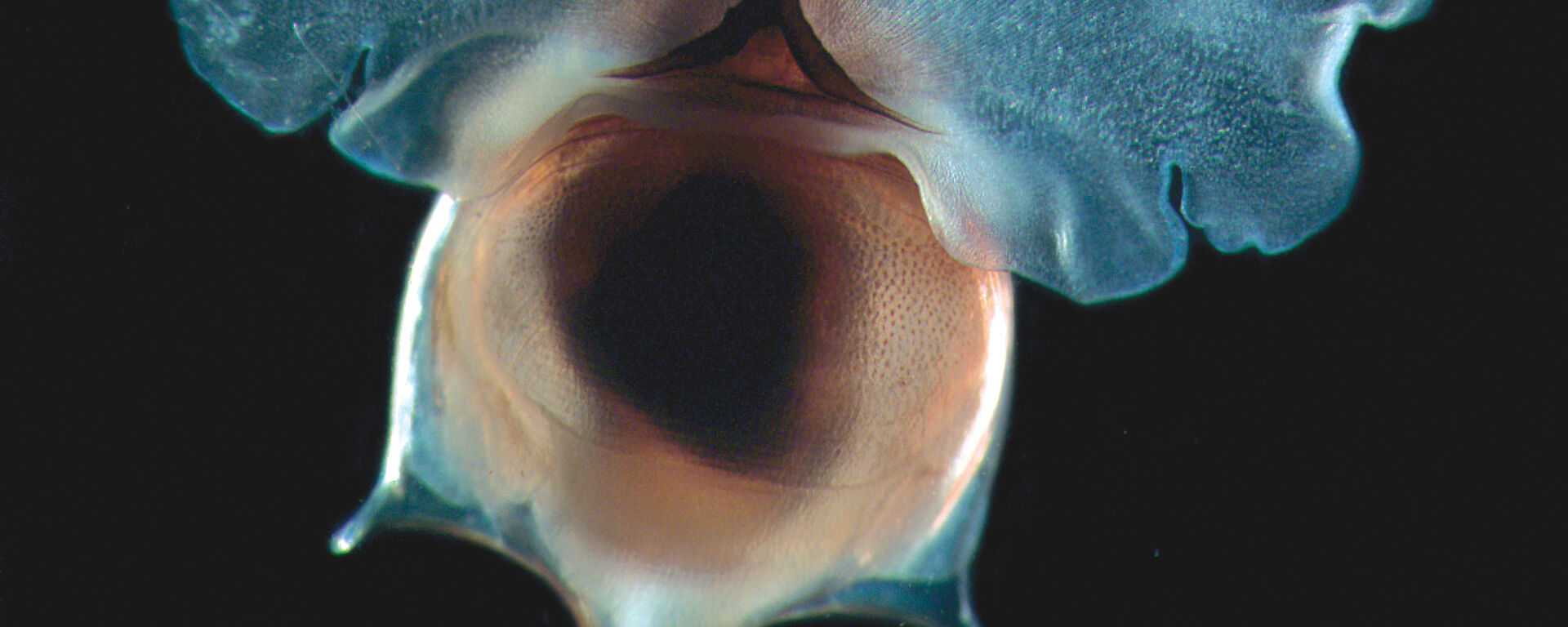 Microscopic image of the pteropod Cavolinia uncinate