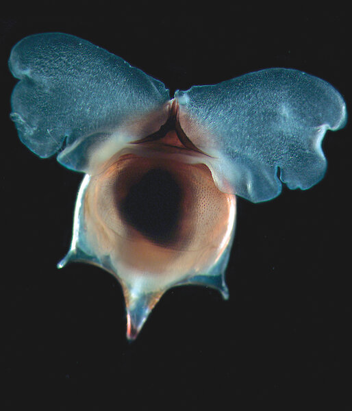 Microscopic image of the pteropod Cavolinia uncinate