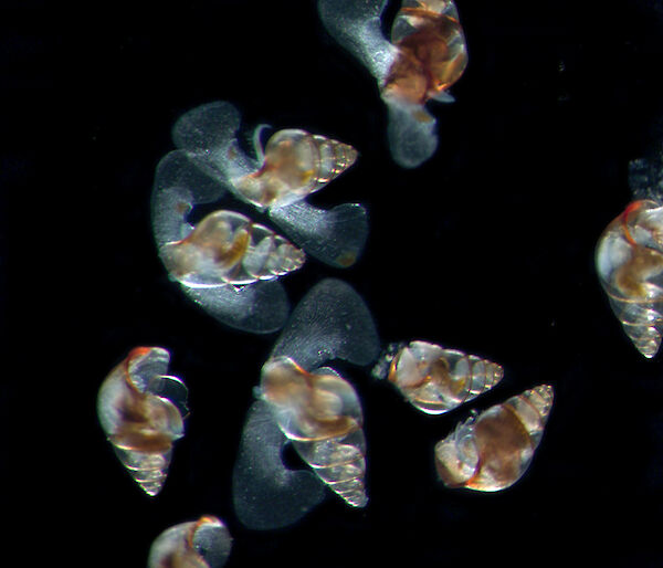 Microscopic image of Limacina bulimoides, which are tiny snail-like pteropods with shells of approximately 1mm.