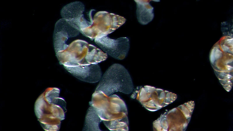 Microscopic image of Limacina bulimoides, which are tiny snail-like pteropods with shells of approximately 1mm.