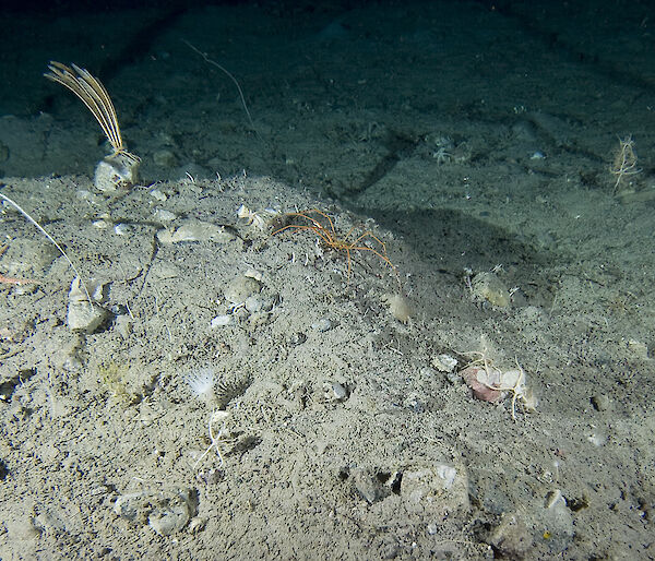 A giant orange sea spider
