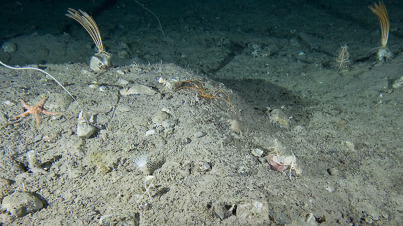 A giant orange sea spider