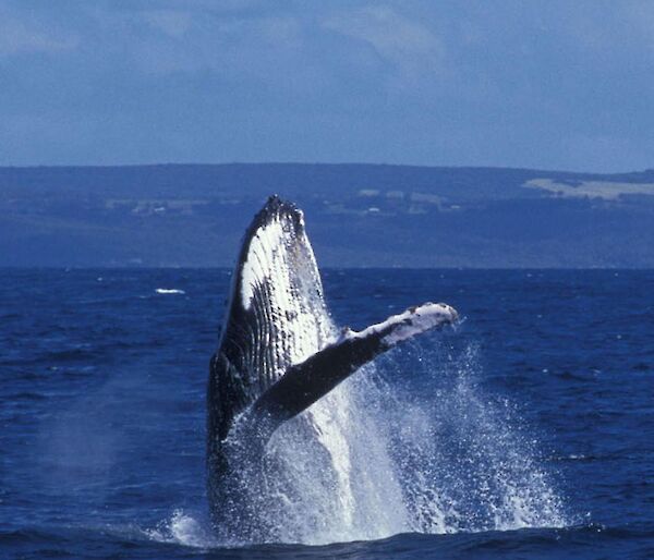 Humpback whale breaching