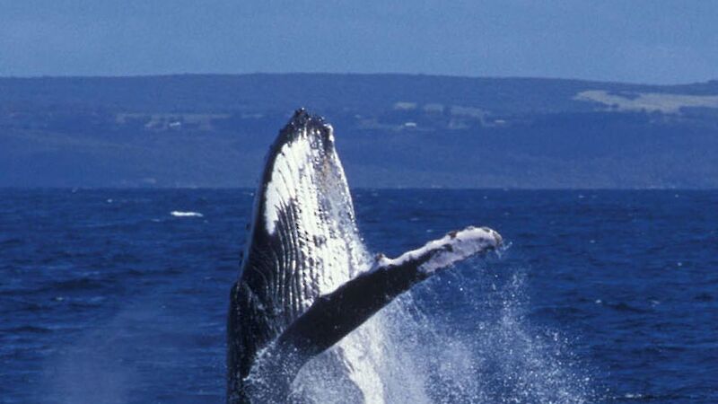 Humpback whale breaching