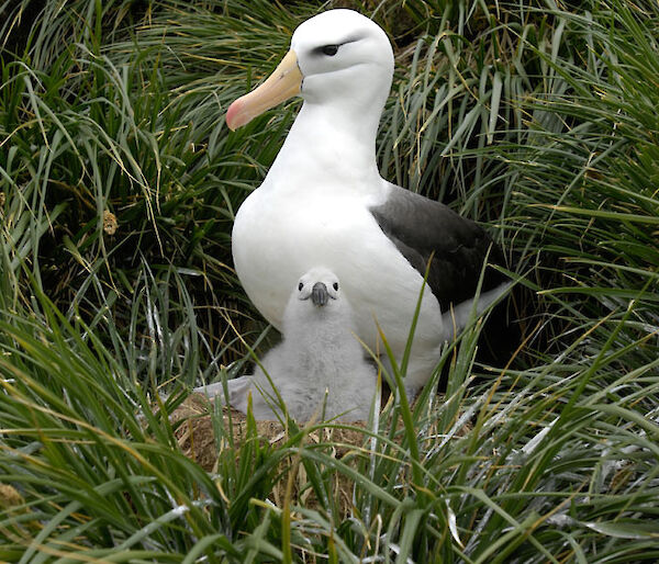 Albatross and chick