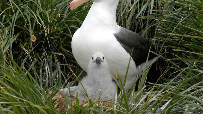 Albatross and chick