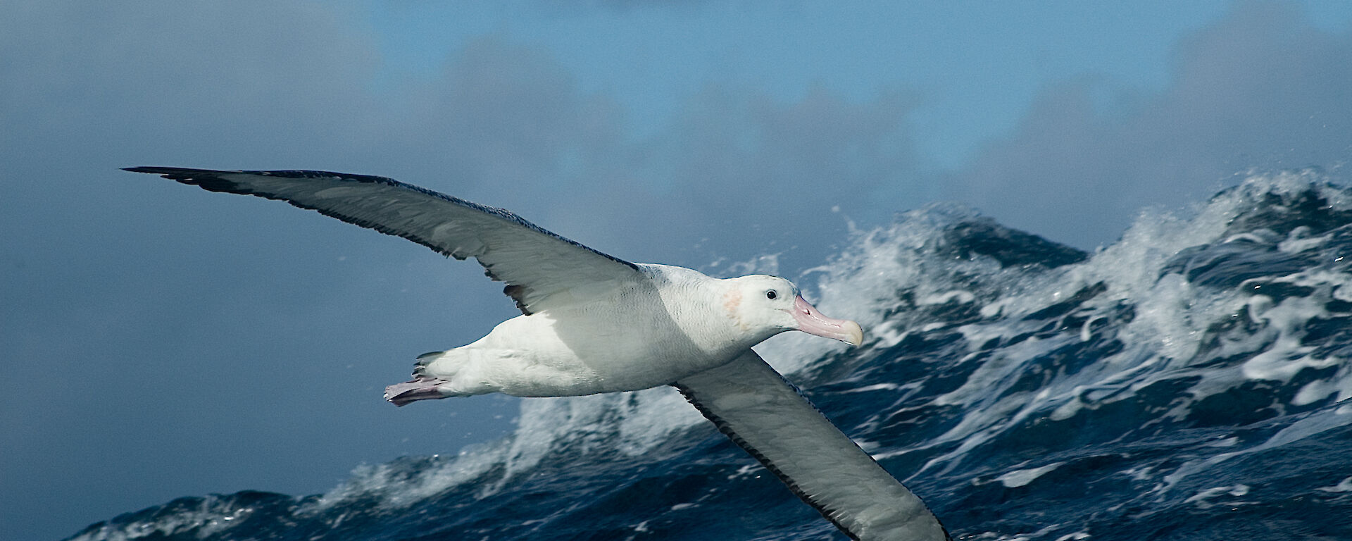 Wandering albatross in flight