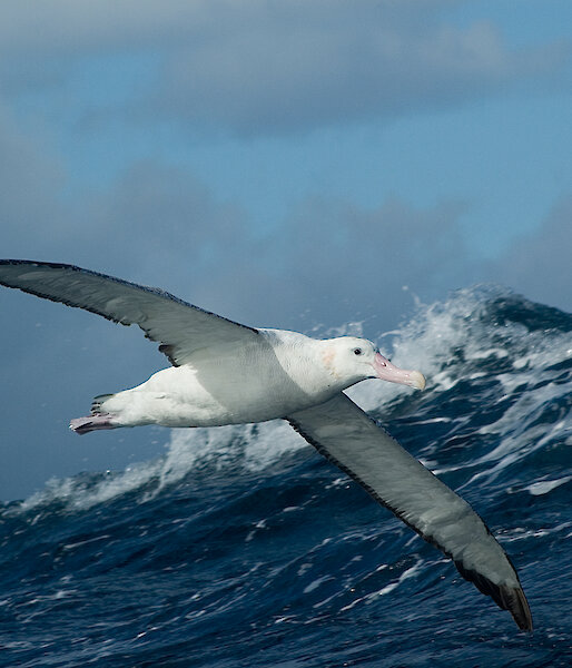 Wandering albatross in flight