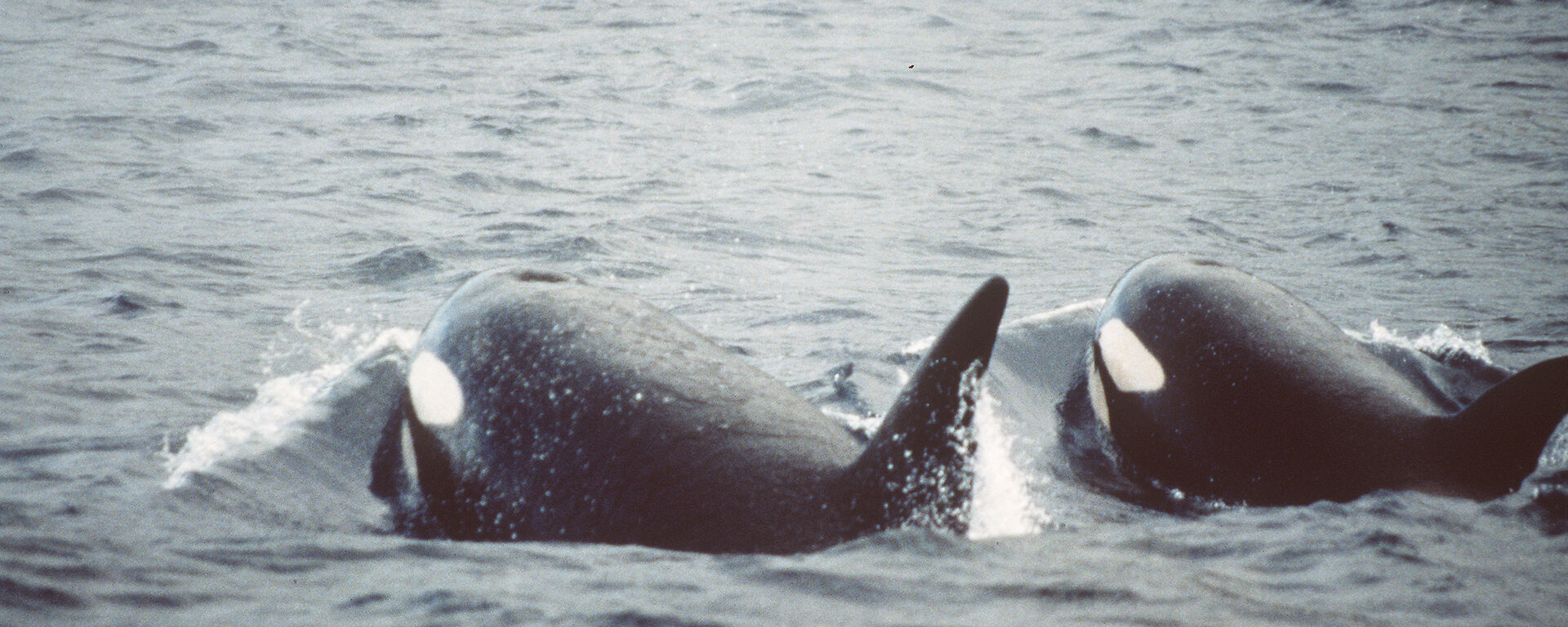 Killer whales in Lusitania Bay