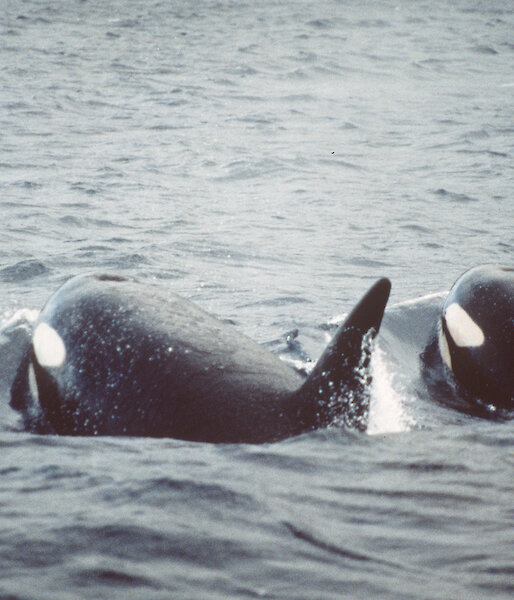 Killer whales in Lusitania Bay