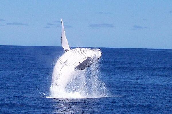 Breaching humpback whale