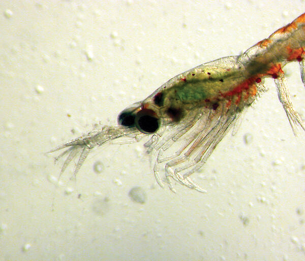 A krill larva at the final larval stage — Fucilia VI — just before moulting to become a juvenile krill