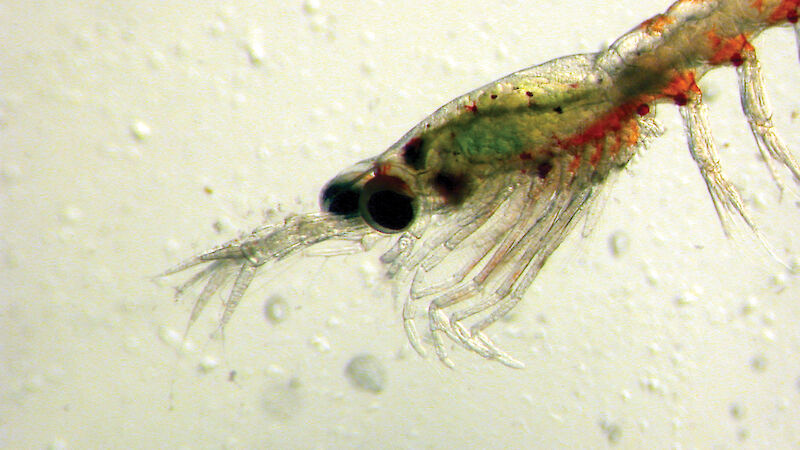 A krill larva at the final larval stage — Fucilia VI — just before moulting to become a juvenile krill