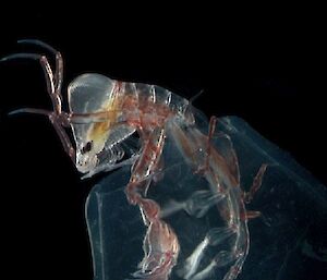 Insect-like creature inside translucent jelly cup