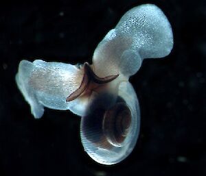 Translucent snail-like creature with wing-like structures