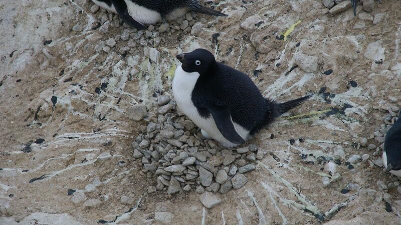 Black and white penguin with lines of excrement radiating outward from the nest.