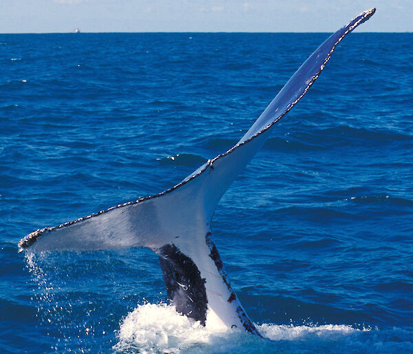 Humpback whale tail