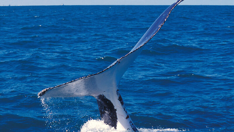 Humpback whale tail