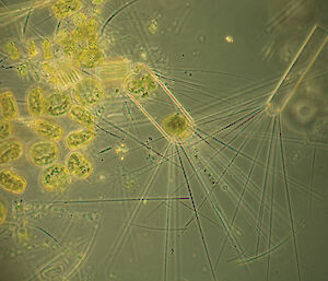 Various phytoplankton