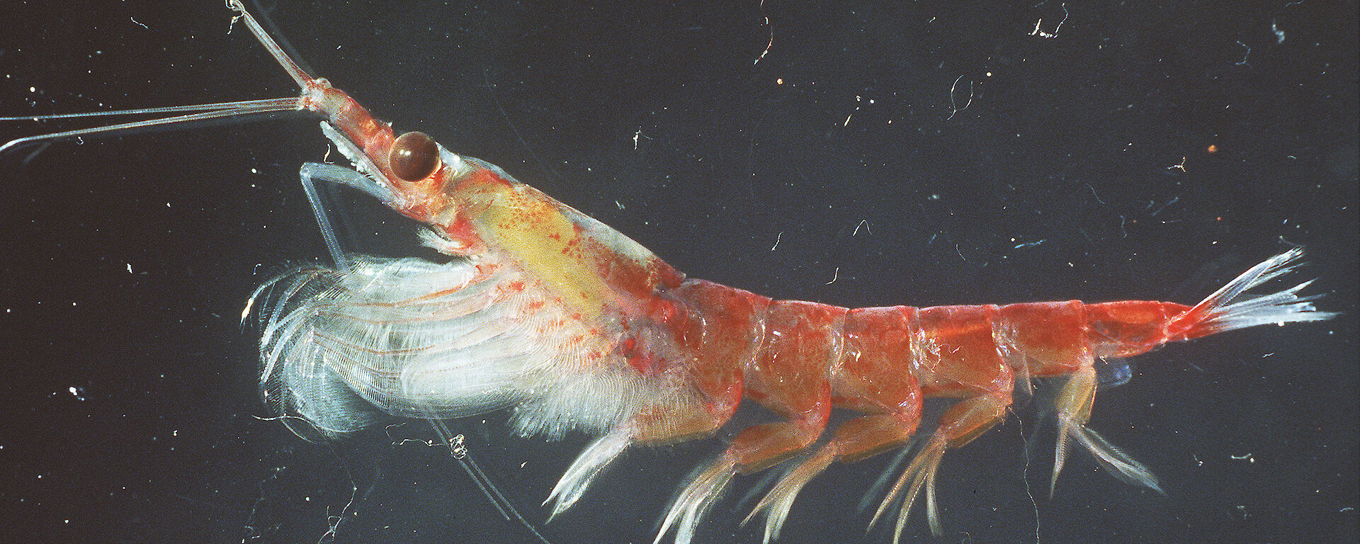 An antarctic krill