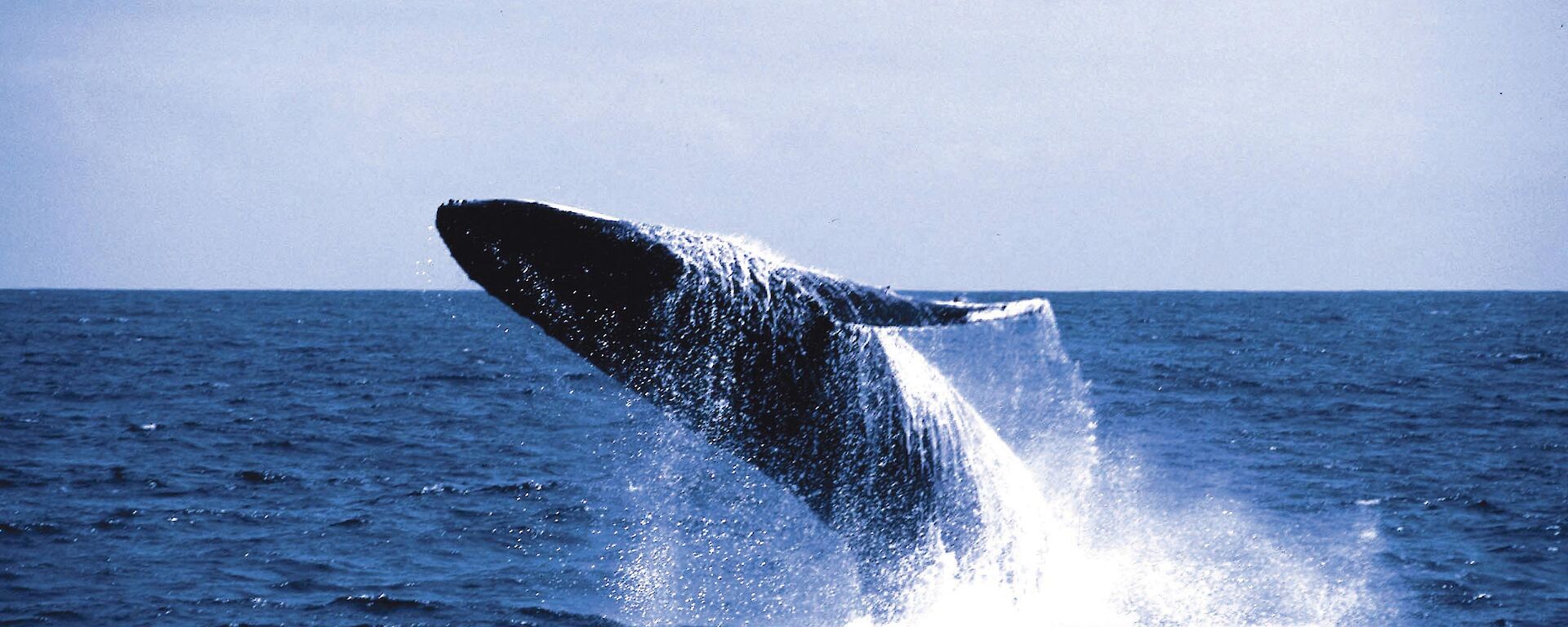 Humpback whale breaching