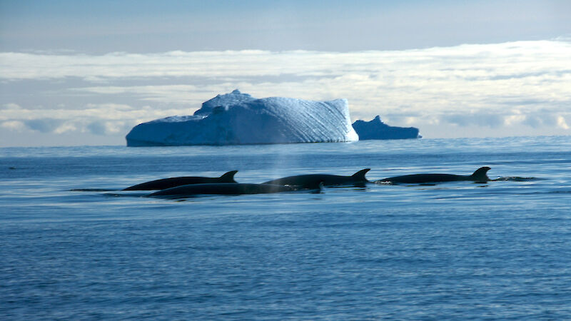 A pod of Minke whales with a large iceberg in the distance
