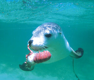 Australian sea lion with lobster in its mouth
