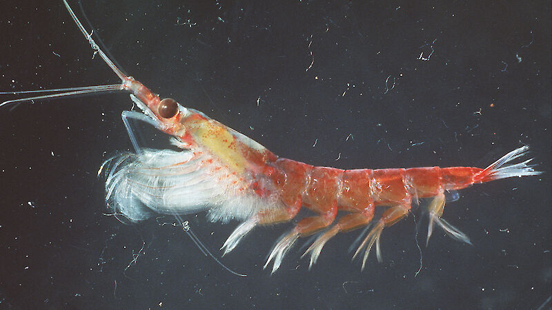 An antarctic krill