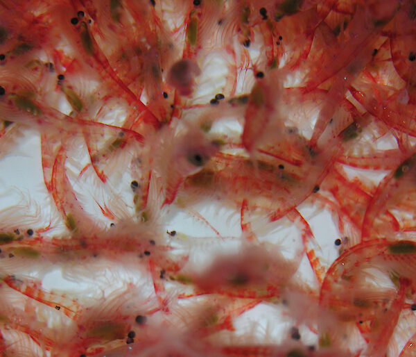 A multitude of antarctic krill