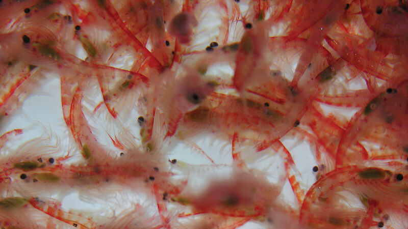 A multitude of antarctic krill