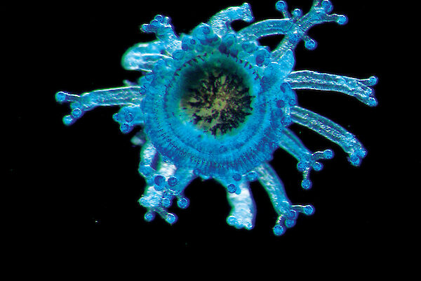 Little blue jellyfish