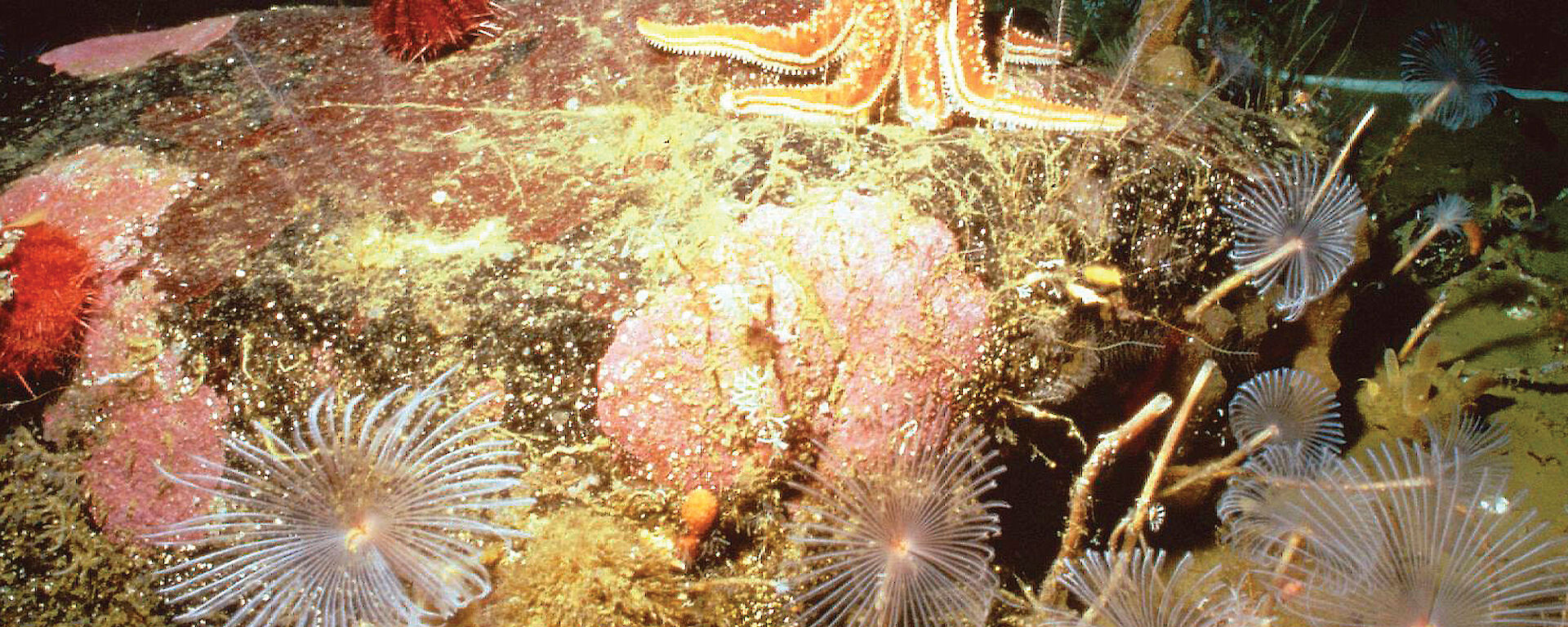 Antarctic sea-floor life