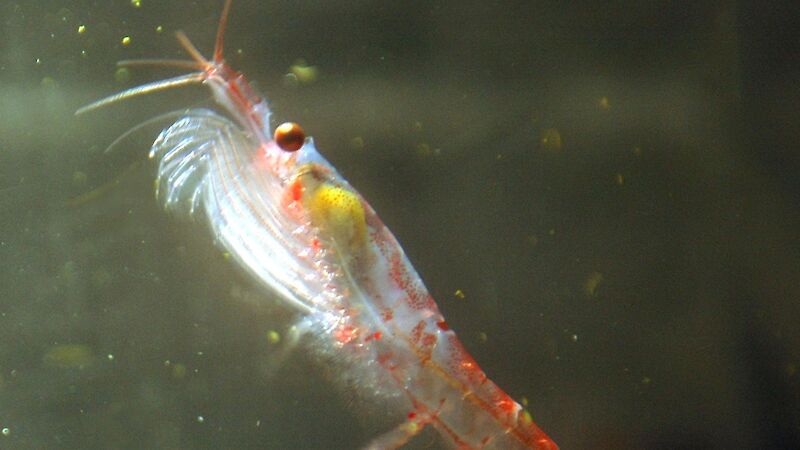 Krill individual